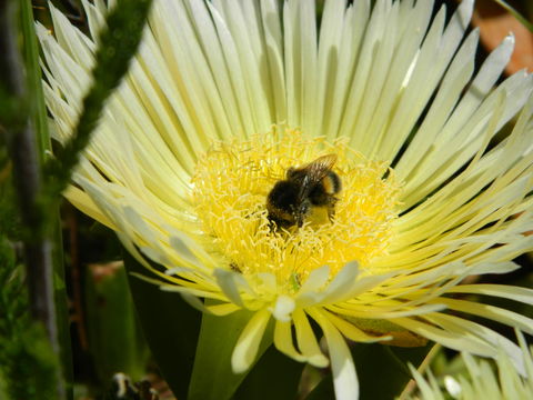 18.https www inaturalist org photos 1183901.580x360