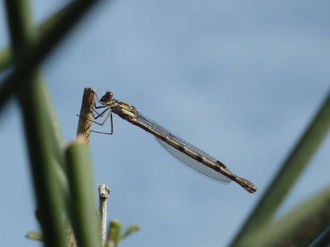 18.https www inaturalist org photos 1183936.580x360