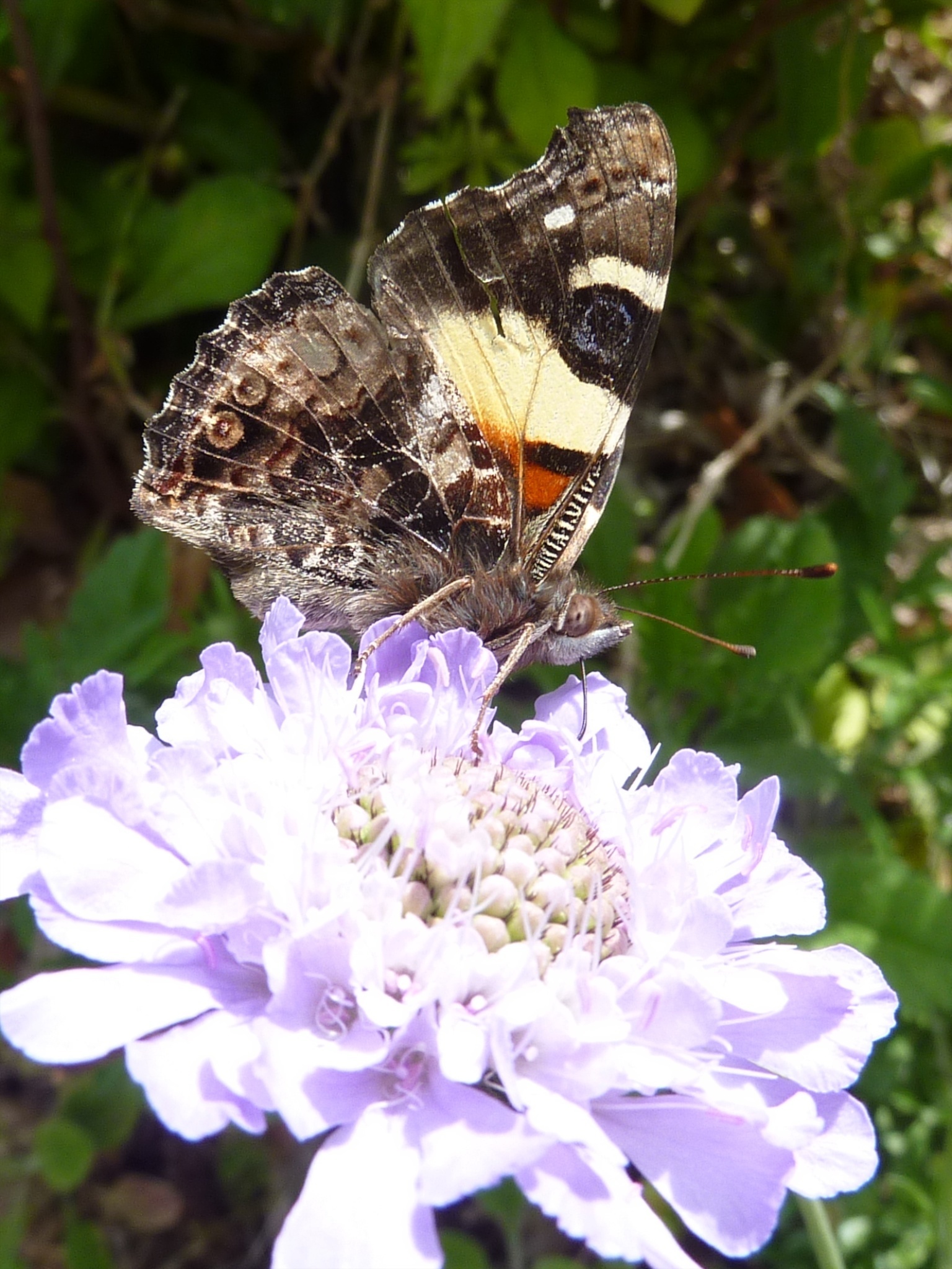 Image of yellow admiral