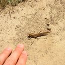 Image of Migratory locust