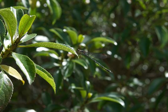 18.https www inaturalist org photos 1184787.580x360