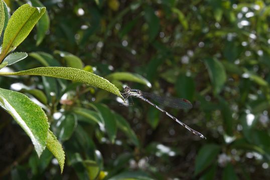 18.https www inaturalist org photos 1184788.580x360