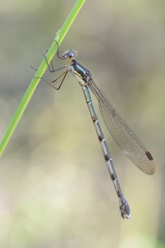 18.https www inaturalist org photos 1185127.580x360