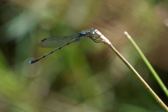 18.https www inaturalist org photos 1185543.580x360