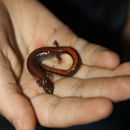 Image of Southern Redback Salamander