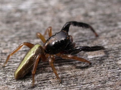 18.https www inaturalist org photos 1186193.580x360