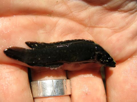 Image of Taumaka