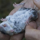 Image of Peromyscus truei (Shufeldt 1885)