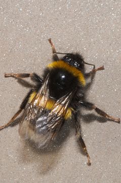 18.https www inaturalist org photos 1191779.580x360