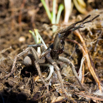 18.https www inaturalist org photos 11929.580x360