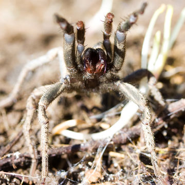 18.https www inaturalist org photos 11930.580x360