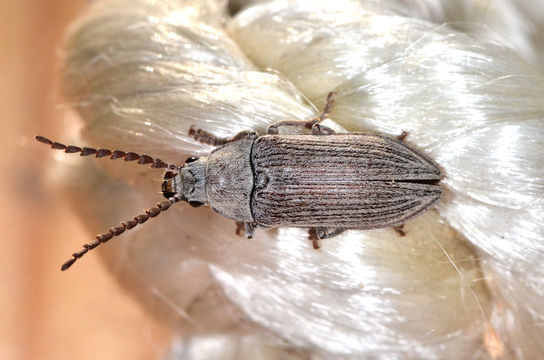 Image of <i>Dascillus davidsoni</i> (Le Conte 1859)
