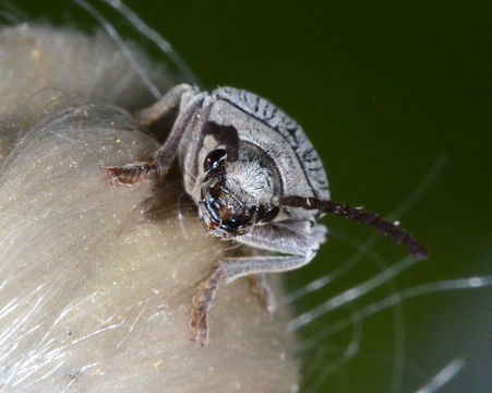 Image of <i>Dascillus davidsoni</i> (Le Conte 1859)