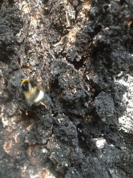 18.https www inaturalist org photos 1193404.580x360