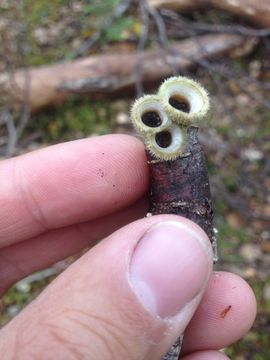 Image of <i>Nidula niveotomentosa</i>