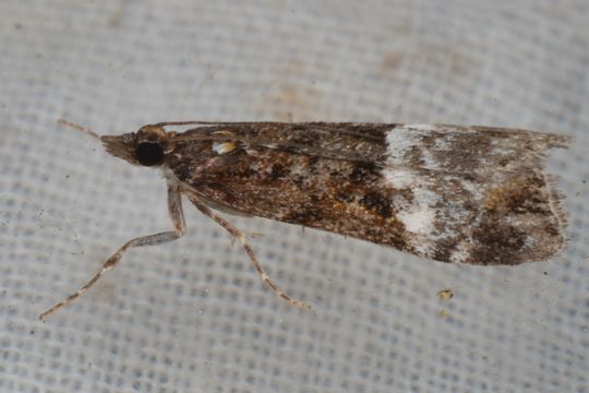Image of <i>Scoparia minusculalis</i> Walker 1865