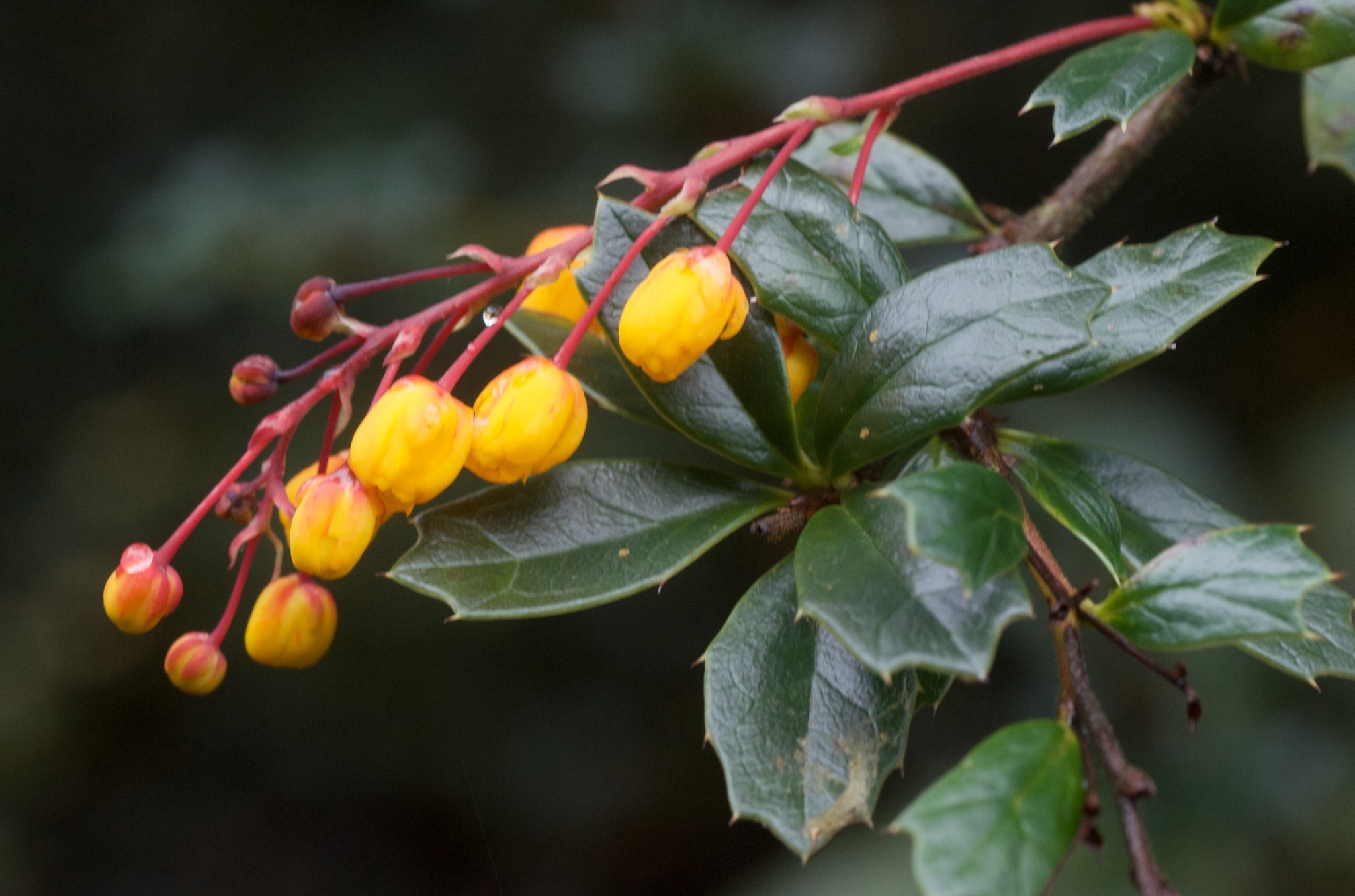 Image of <i>Berberis darwinii</i>