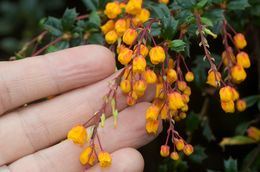 Image of <i>Berberis darwinii</i>