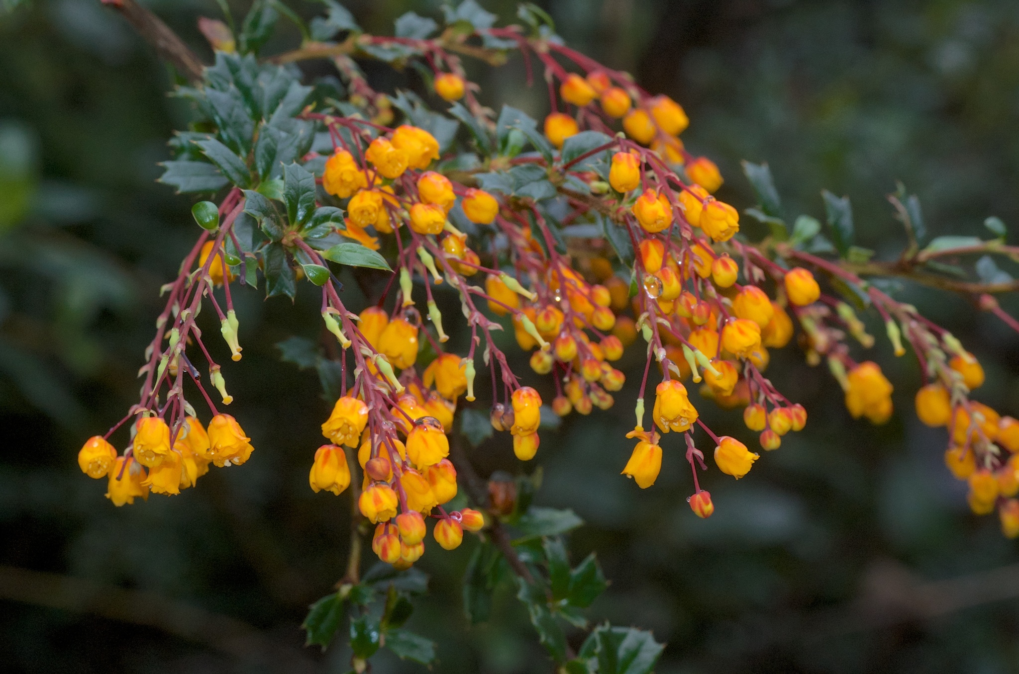 Image of <i>Berberis darwinii</i>