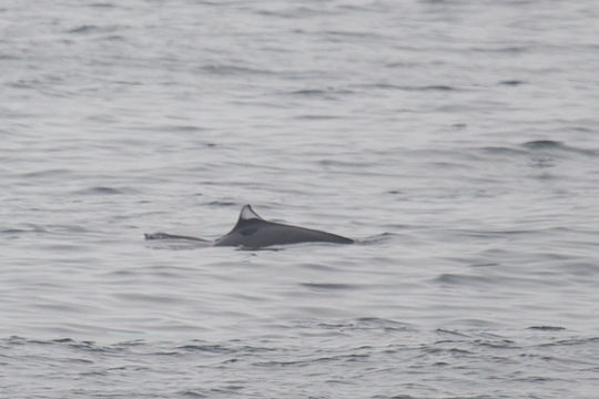 Image of Dall's Porpoise