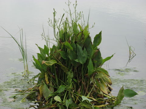 Image of <i>Alisma plantago-aquatica</i>