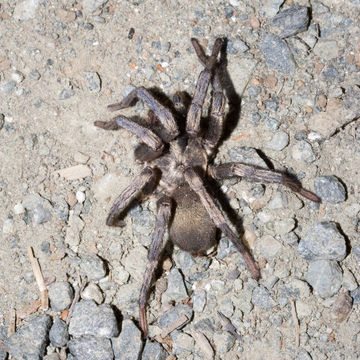 18.https www inaturalist org photos 120.580x360