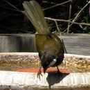 Image of Eastern whipbird
