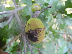 Image of California Gall Wasp