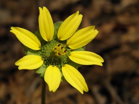 Image of <i>Berlandiera subacaulis</i>
