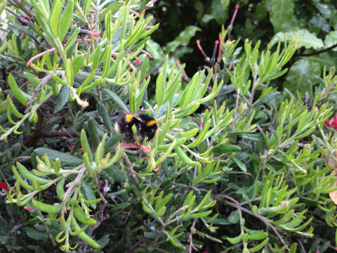 18.https www inaturalist org photos 1201543.580x360