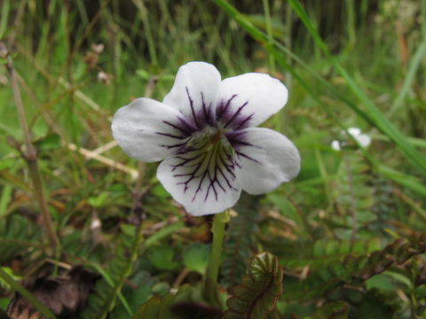 Image of <i>Viola filicaulis</i> Hook. fil.
