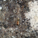 Image of Neocicindela latecincta (White 1846)