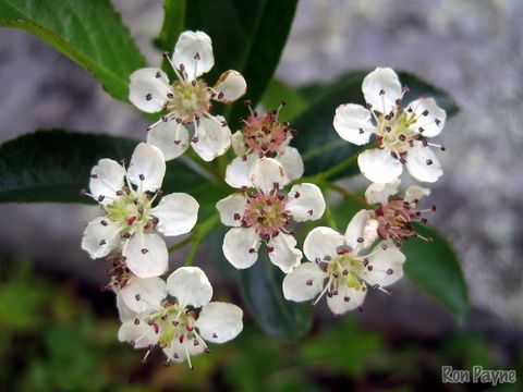 Image of <i>Aronia melanocarpa</i>