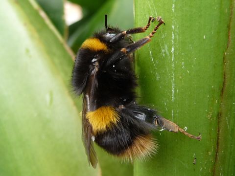18.https www inaturalist org photos 1205909.580x360