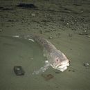 Image of Pink cusk-eel