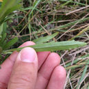 Image of <i>Erigeron sumatrensis</i>