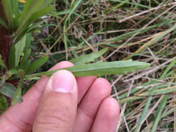 Image of <i>Erigeron sumatrensis</i>