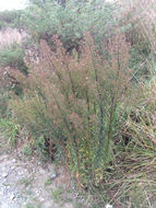 Image of <i>Erigeron sumatrensis</i>