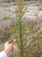 Image of <i>Erigeron sumatrensis</i>