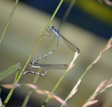 18.https www inaturalist org photos 1210316.580x360