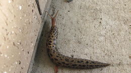 Image of Leopard slug