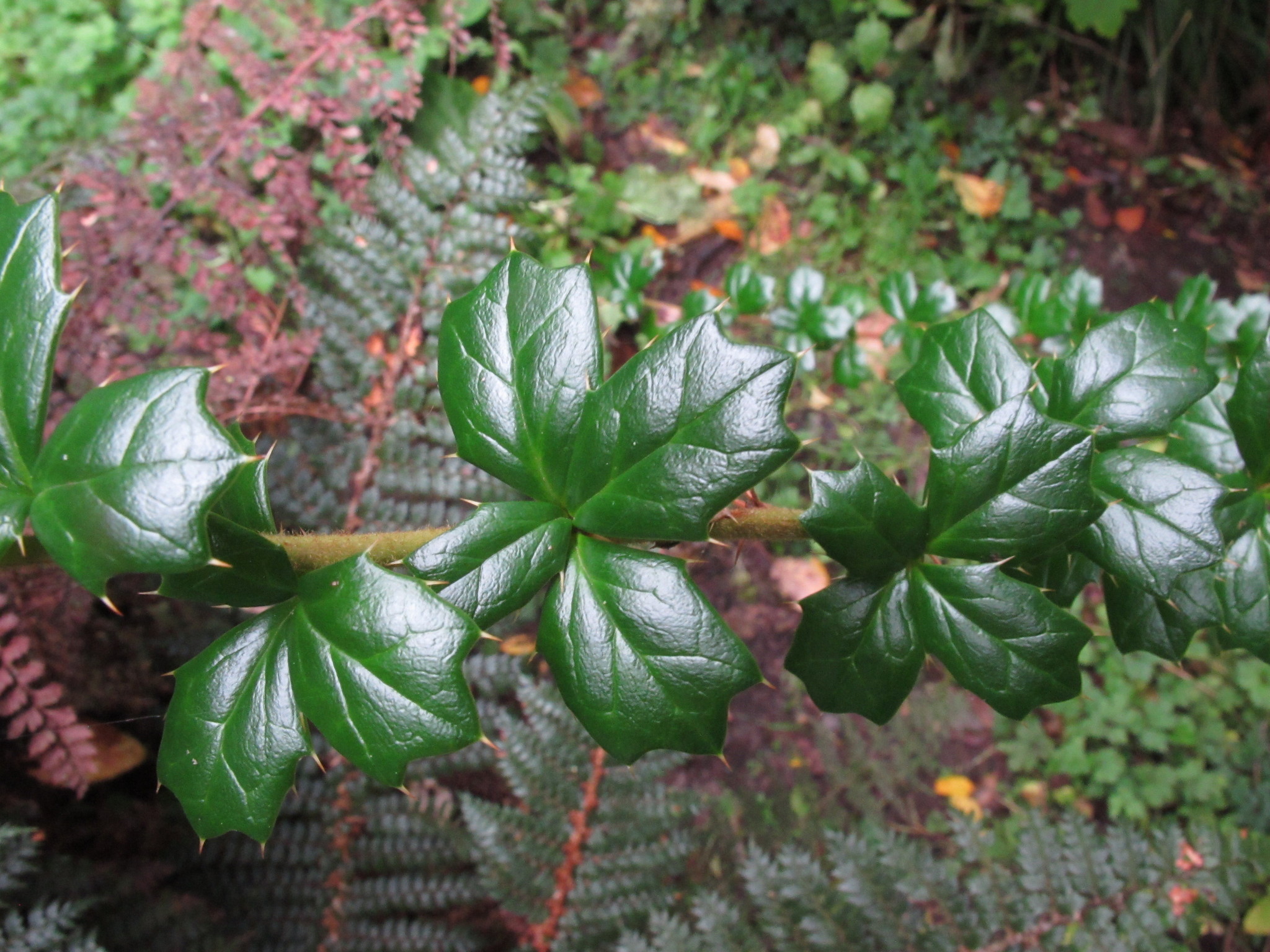 Image of <i>Berberis darwinii</i>