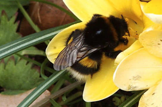 18.https www inaturalist org photos 12122.580x360