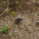 Image of Neocicindela parryi (White 1846)