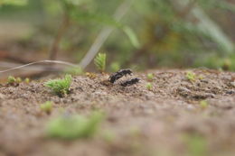Image of Neocicindela parryi (White 1846)