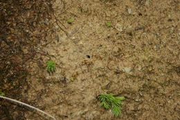 Image of Neocicindela parryi (White 1846)