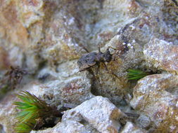 Image of Neocicindela parryi (White 1846)