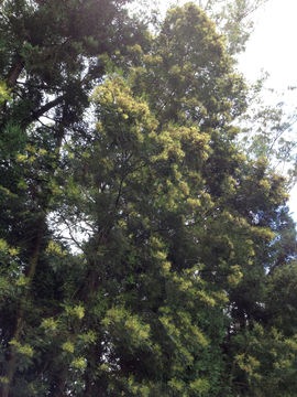 Image of <i>Acacia mearnsii</i>