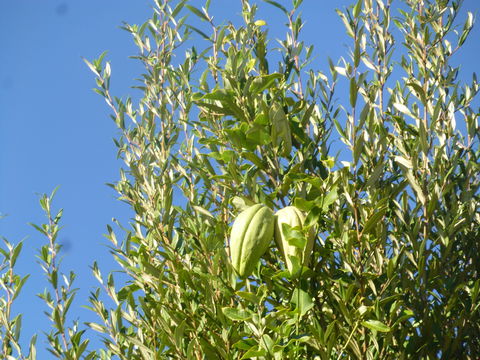 Image of <i>Araujia sericifera</i>