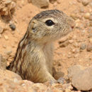 Image of thirteen-lined ground squirrel